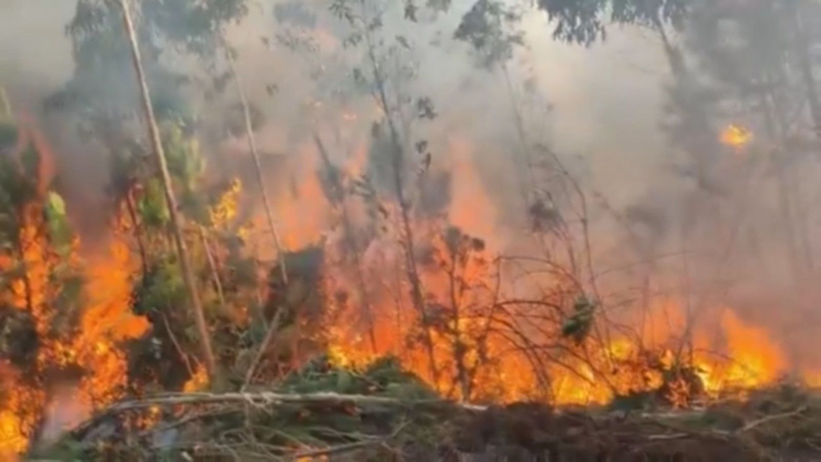 Arde Galicia con varios incendios forestales que continúan activos