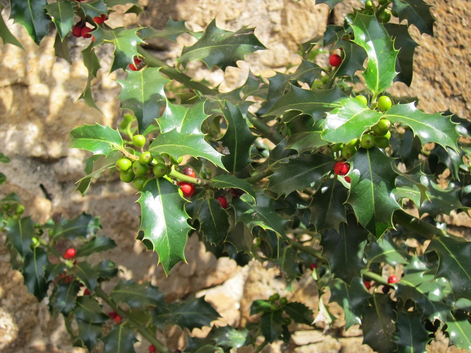 Acebo