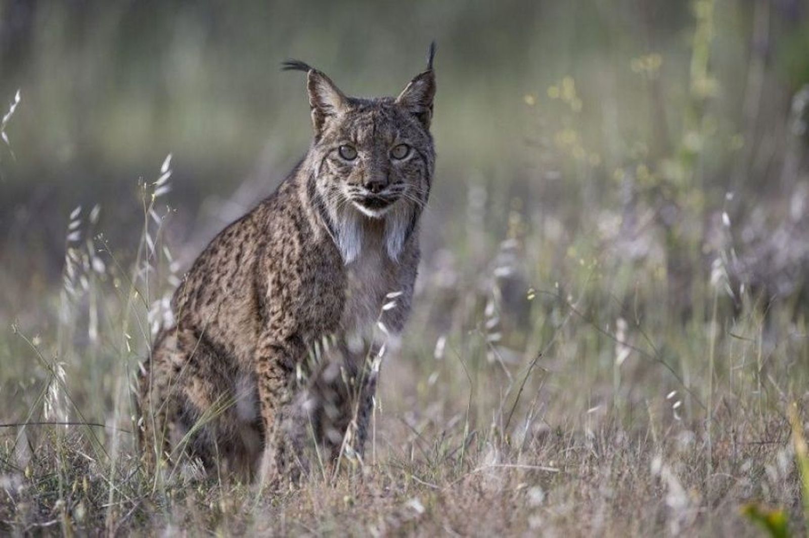 El lince ibérico volverá a Madrid: se reintroducirá en el monte del Pardo