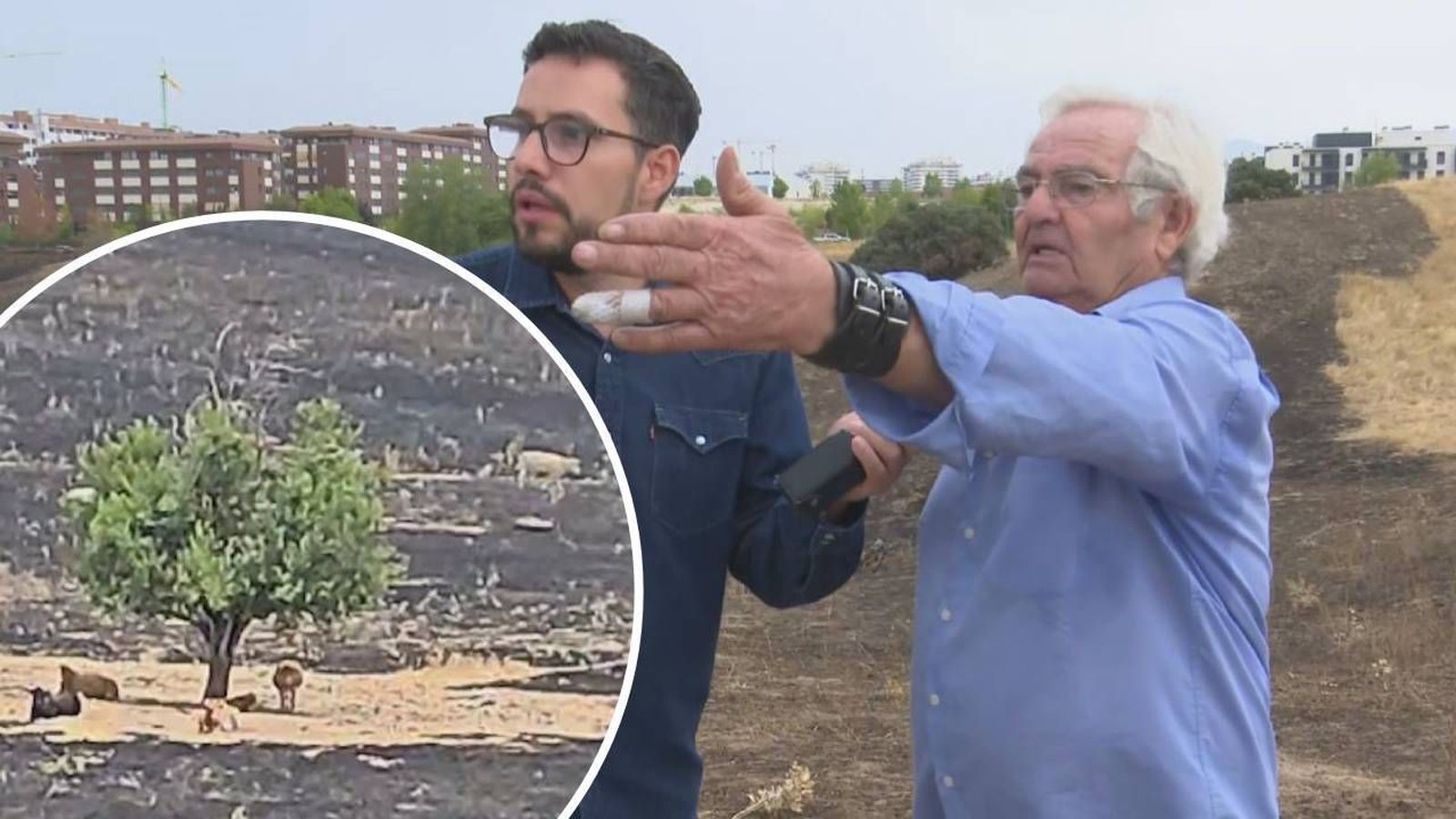 Jesús, el ganadero de las vacas que salvaron al 'árbol milagro' del incendio de Tres Cantos: "Lo tienen de tumbadero"