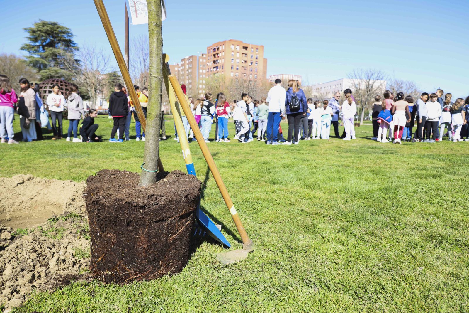 Plantación escolar en el Parque LIneal Arroyo del Soto, en Móstoles