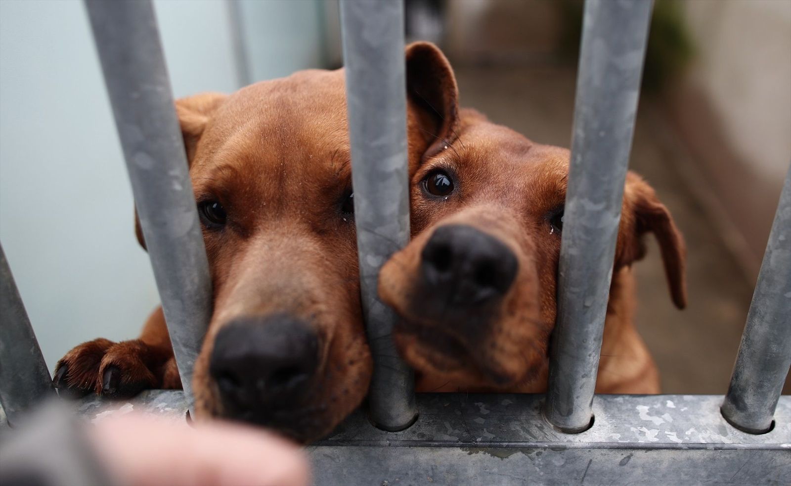 Los abandonos de perros y gatos en el primer semestre de 2023 se reducen en casi 300 en Madrid