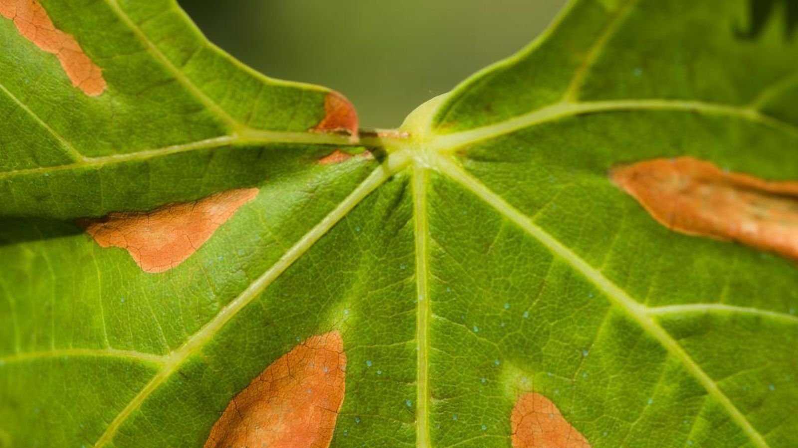 Hola afectada por la bacteria Xylella fastidiosa