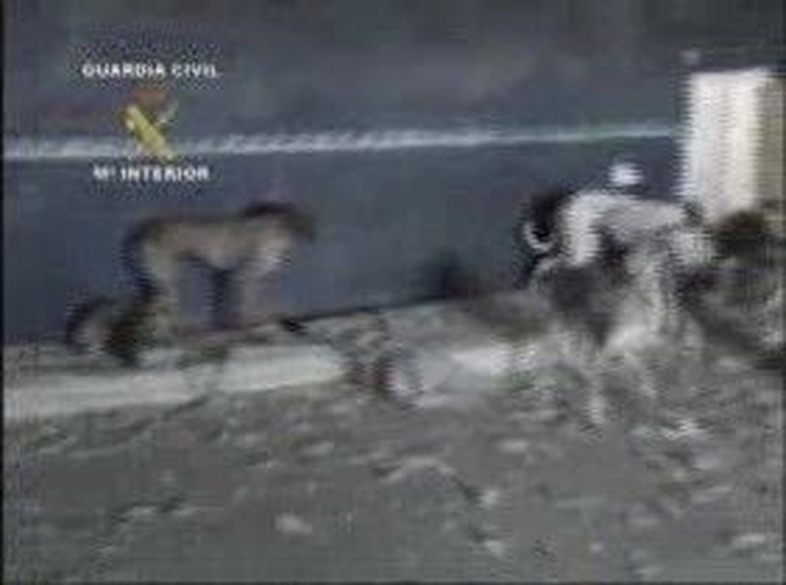 galgos_201089V0.wmv