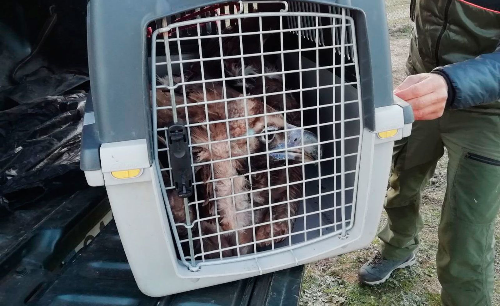 UN ejemplar de buitre negro recuperado por Agentes Forestales de la Comunidad de Madrid