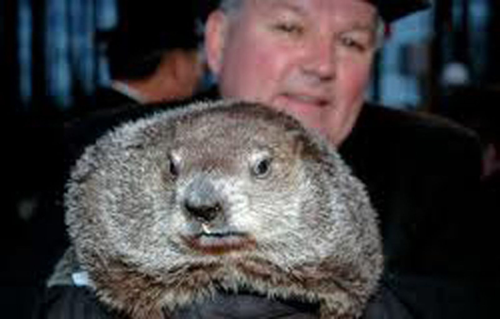 marmota_phil