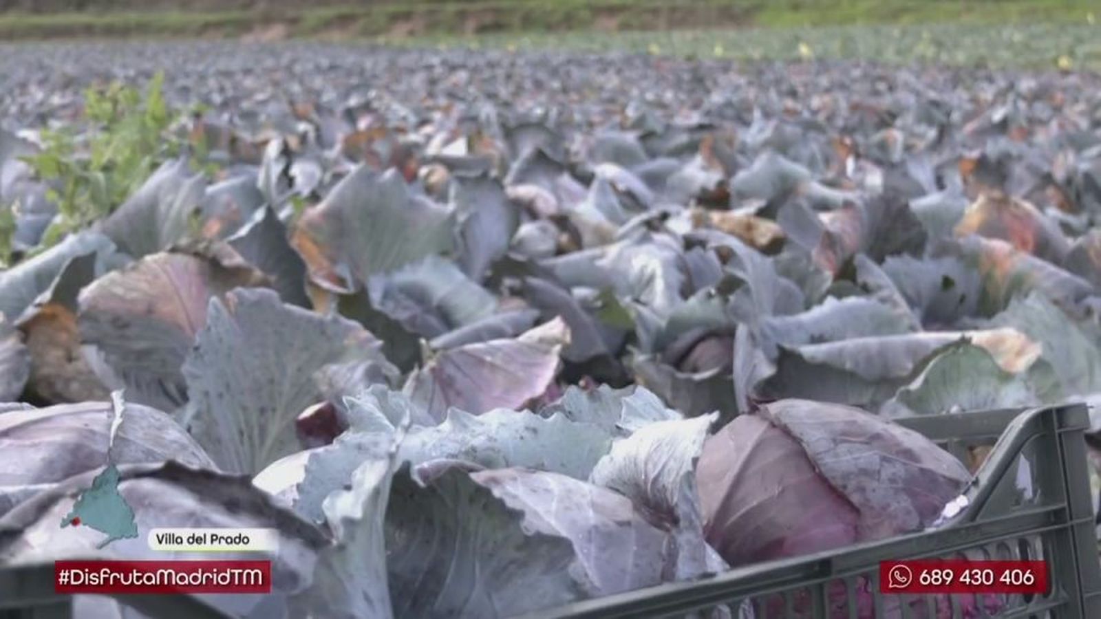 De Villa del Prado al plato: así se recolecta la castiza lombarda