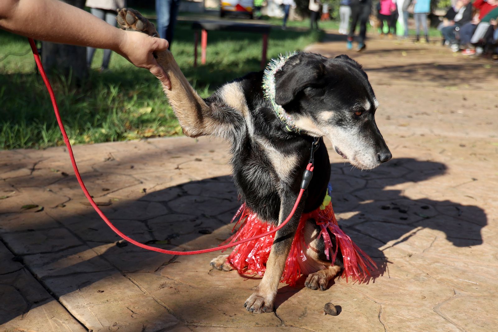 Un perro en un parque