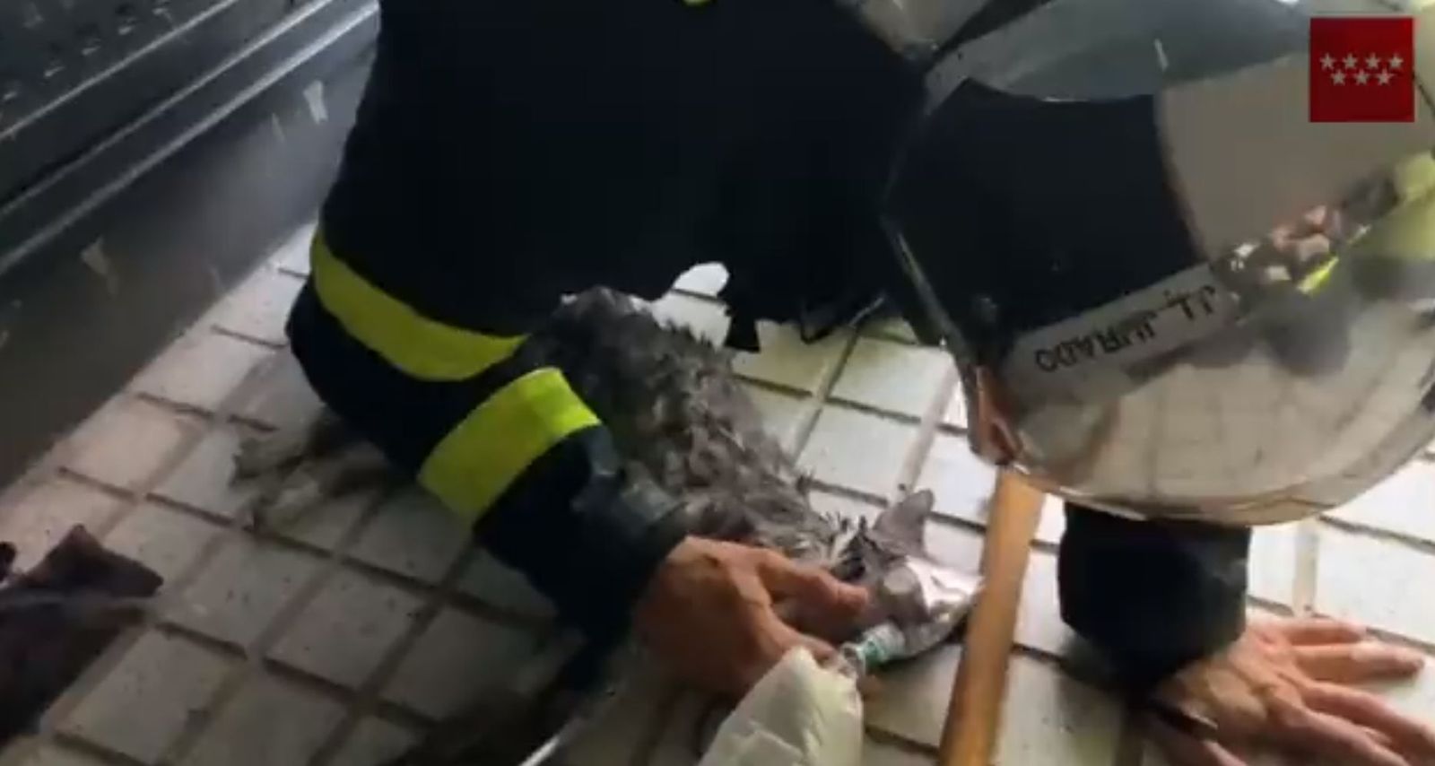 Un bombero reanima al gato rescatado en el incendio