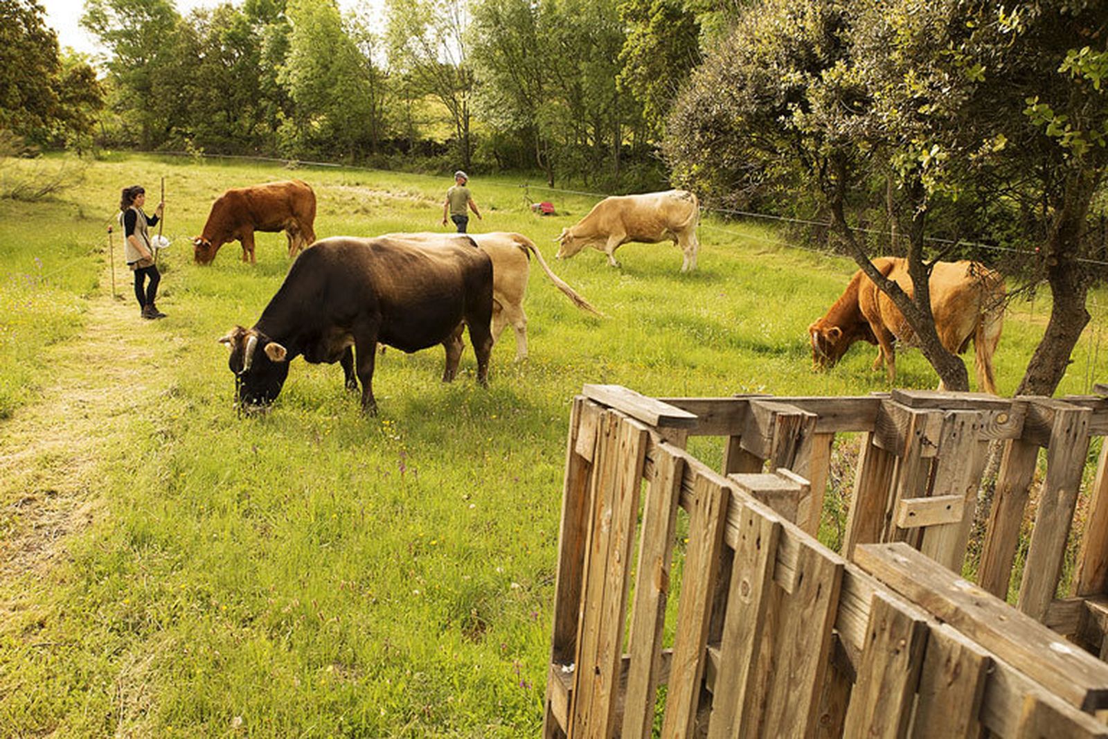 Centro Experimental de Prácticas para la Regeneración de los Ecosistemas, de la Asociación Enrama, en Cabanillas de la Sierra