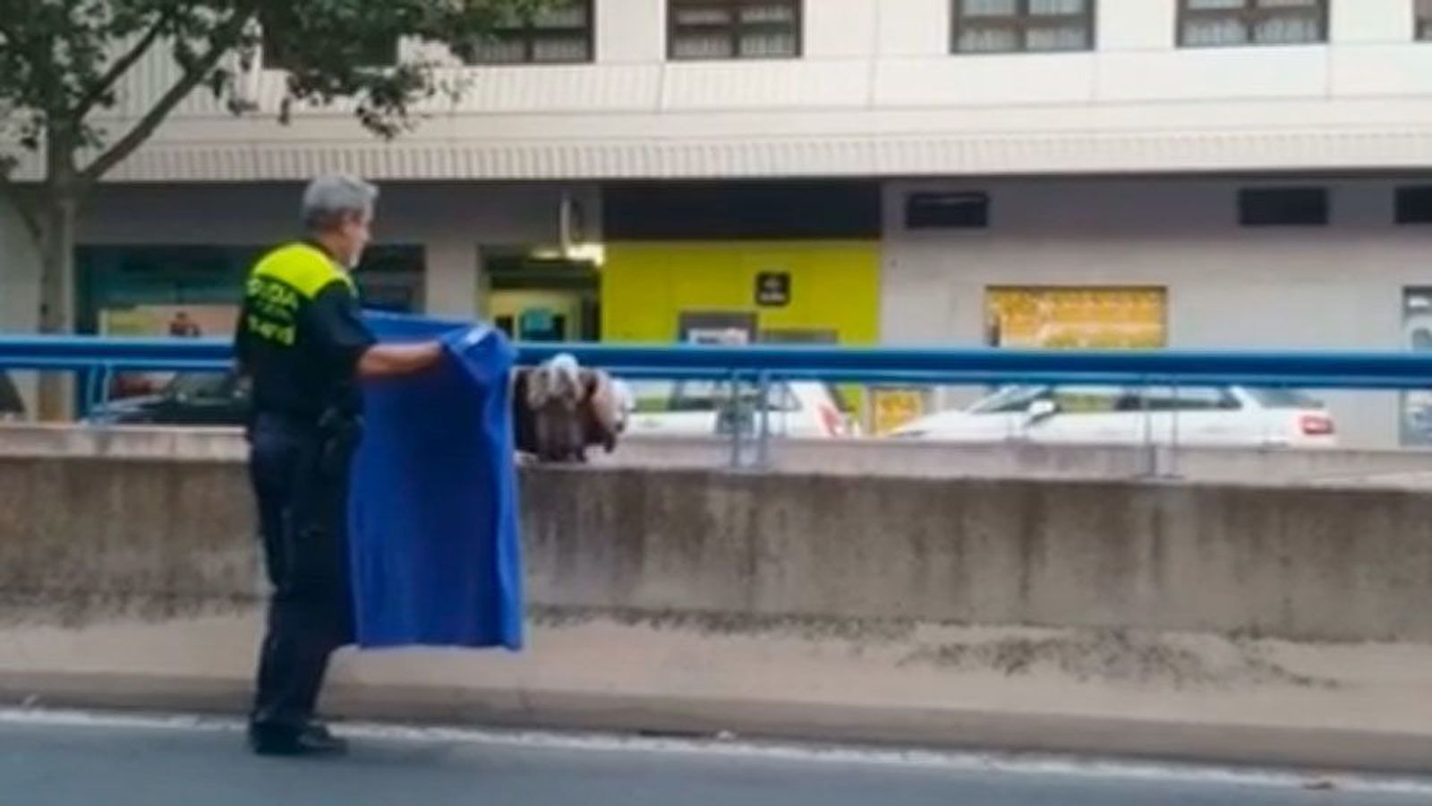 Atrapado un buitre que volaba con total libertad en las calles de Clara del Rey