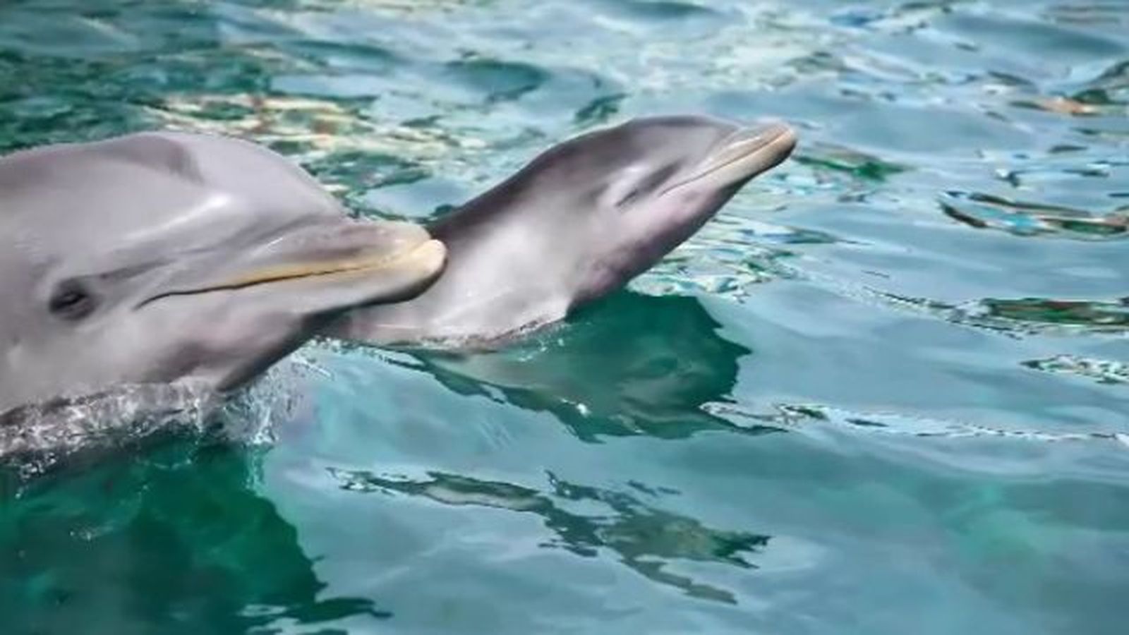 Nace una segunda cría de delfín en el Zoo Aquarium de Madrid
