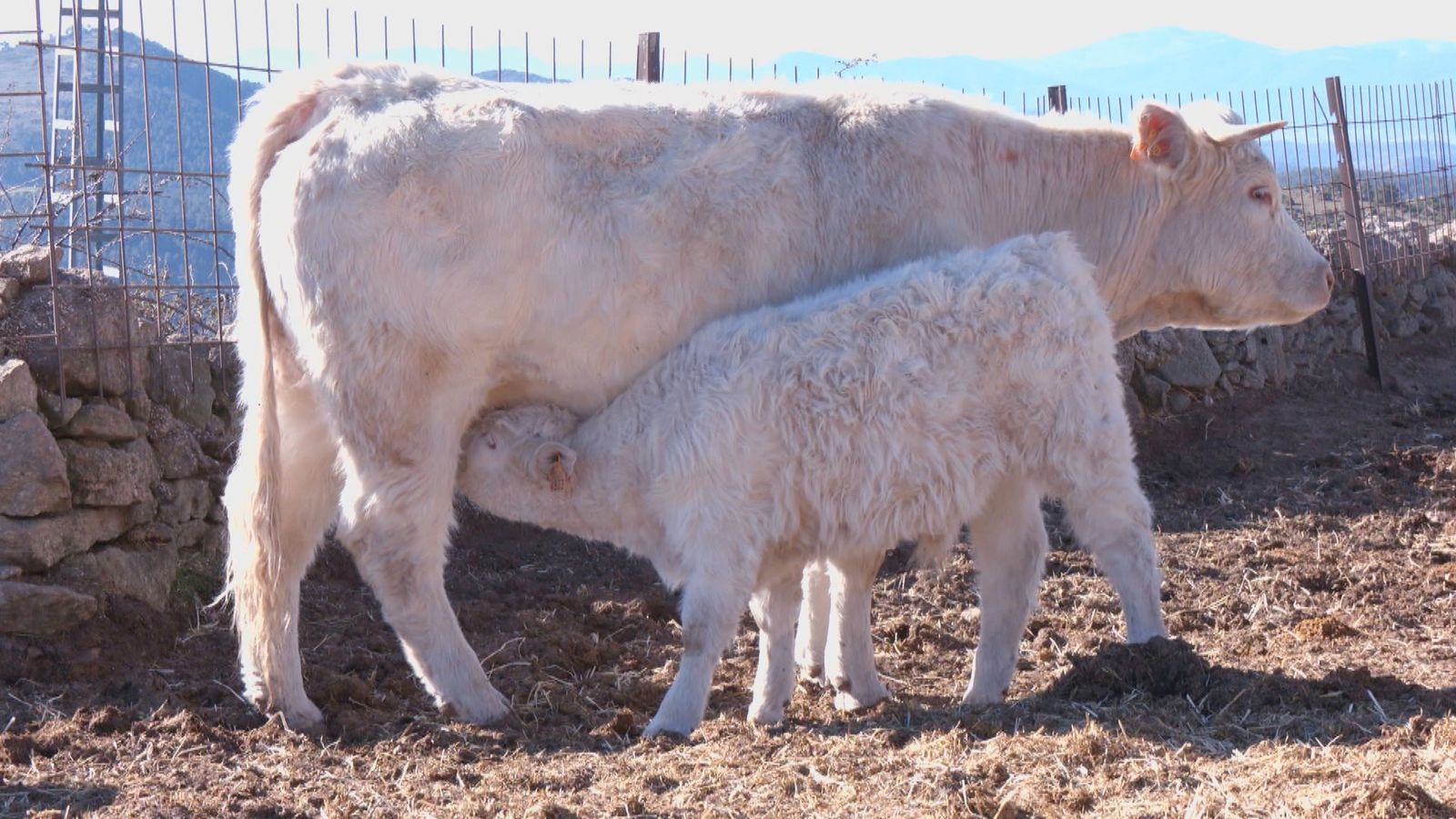 Inseminamos una vaca para conseguir terneros genéticamente perfectos