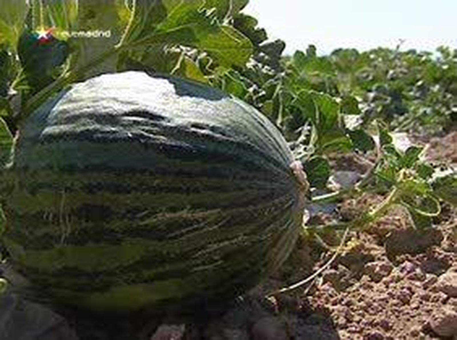 Cómo recolectar melones