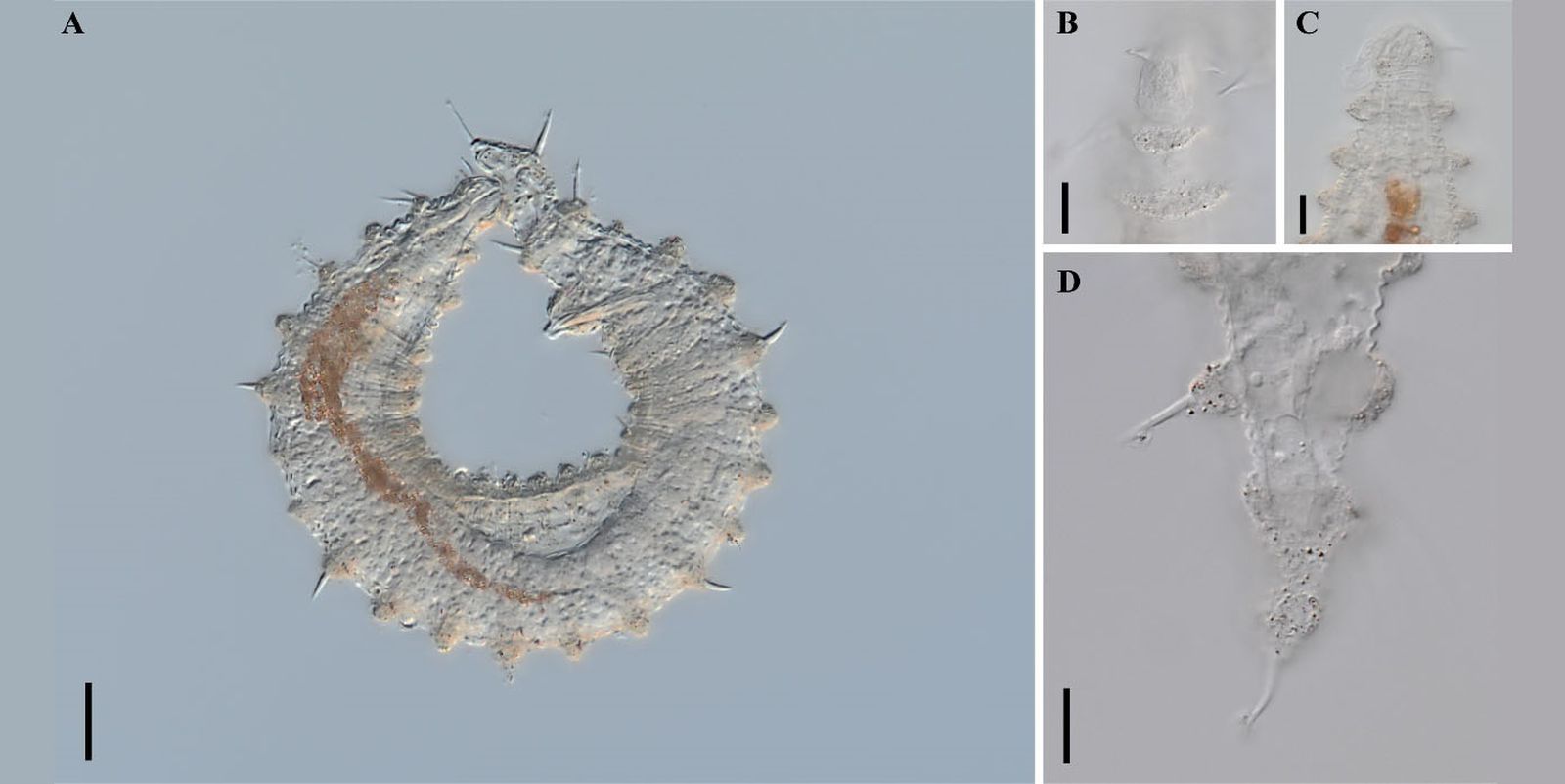 Dos nuevas especies de nematodos marinos descubiertos en el Mediterráneo