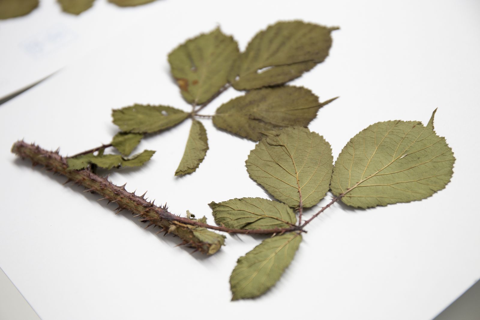Hojas y tallo de Rubus carpetanus, la zarza descubierta en la Sierra de Guadarrama