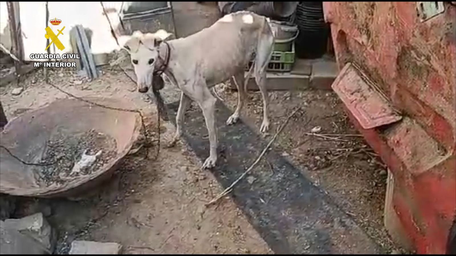 Maltrato animal