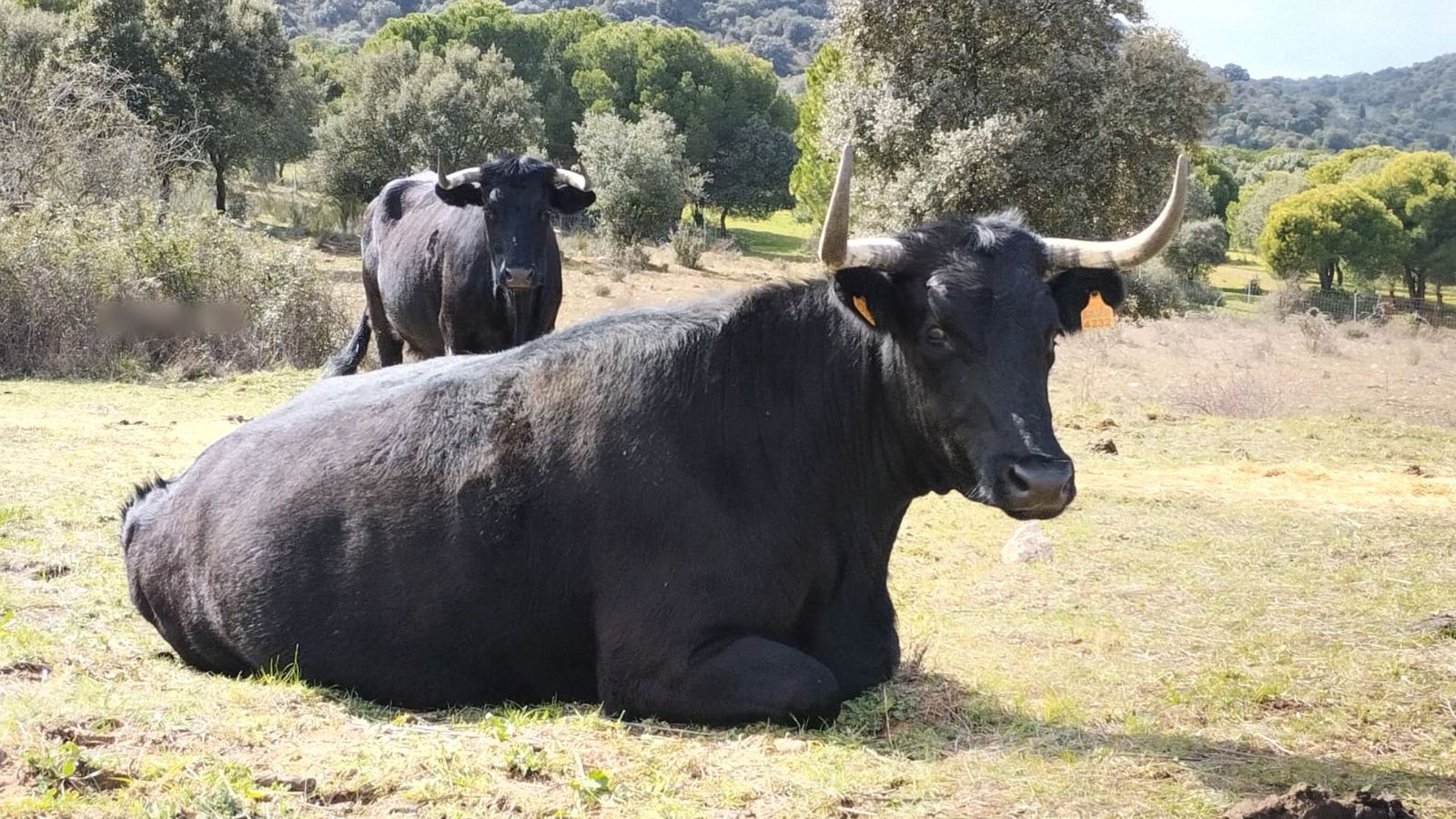 La primera ganadería ecológica está en Cenicientos