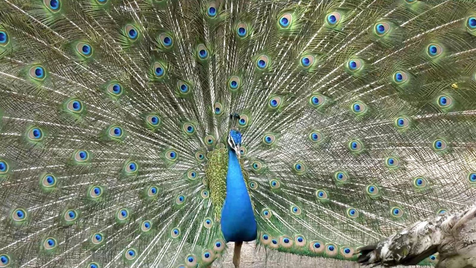 El Parque de las Aves, reflejo de la biodiversidad de Malasia