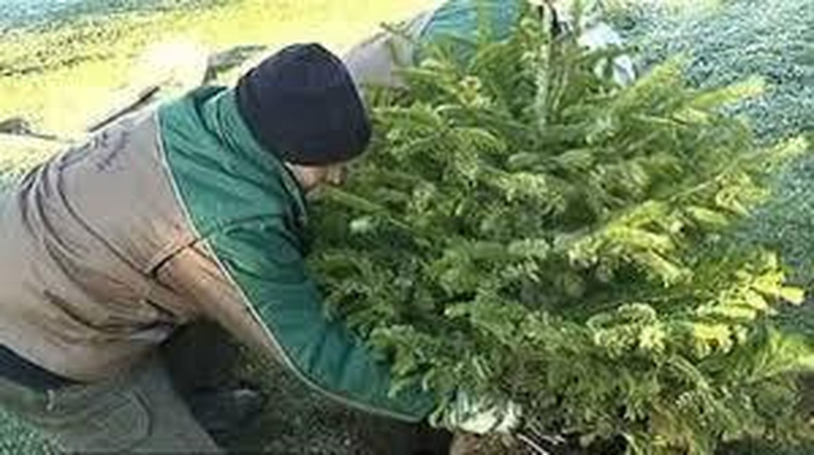 Recogida de abetos navideños en Madrid