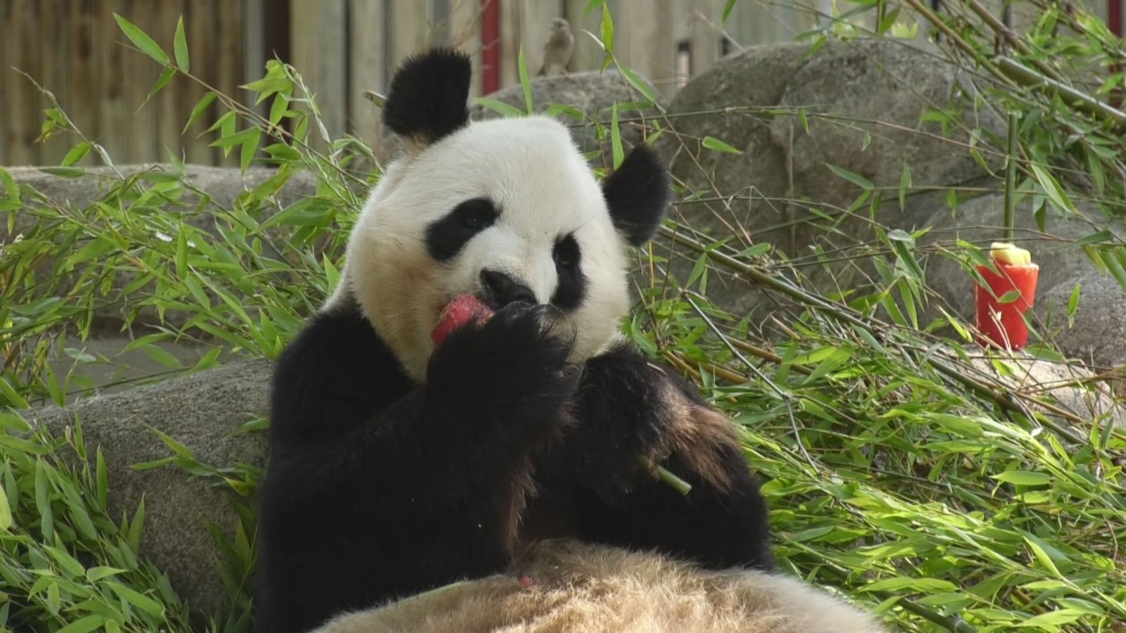 Así combaten la ola de calor los animales del Zoo