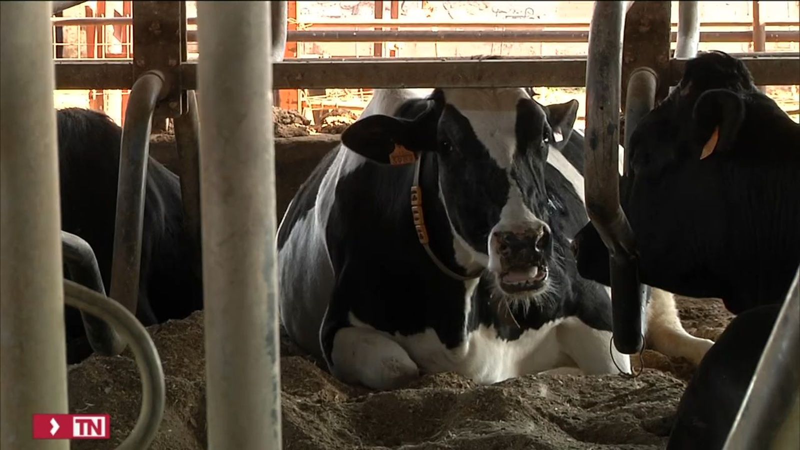 China se abre a la carne de ternera española