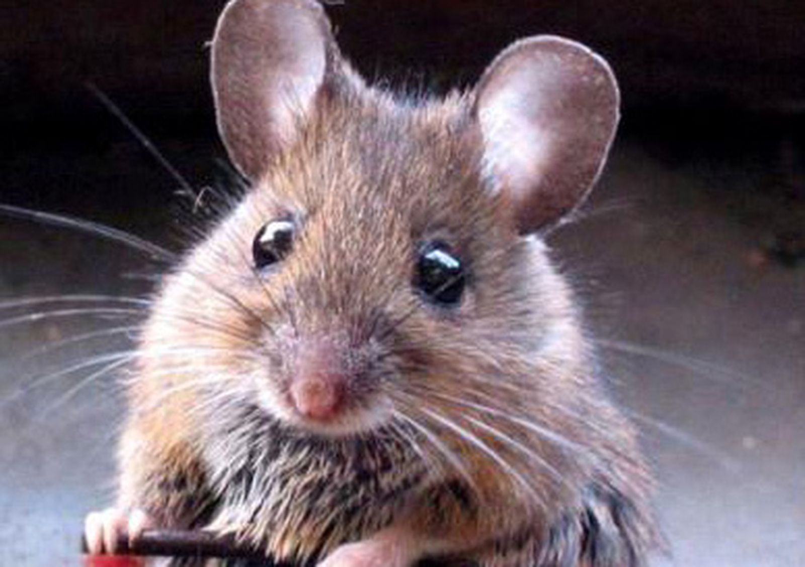 raton-gripe