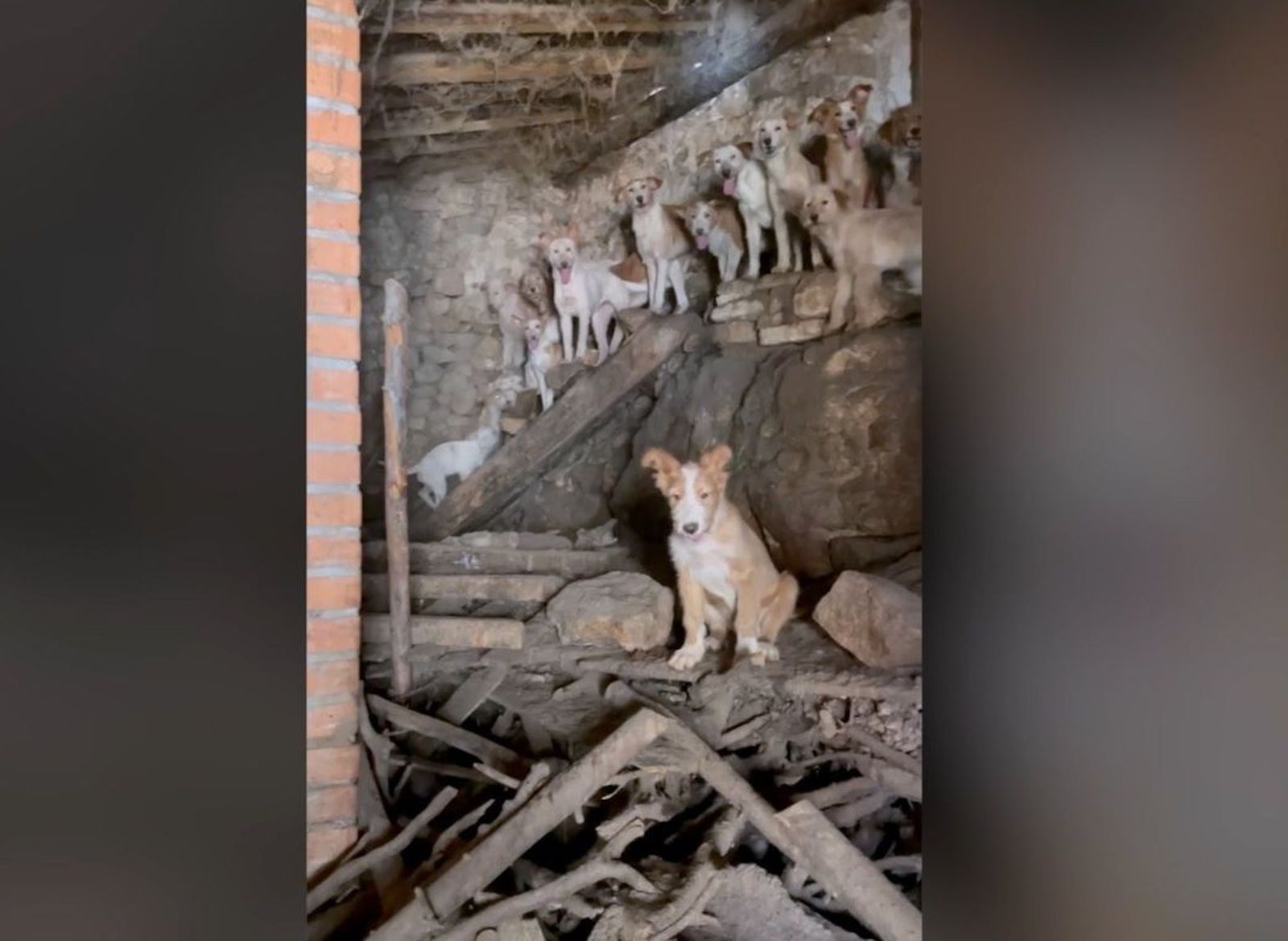 El Seprona descubre 24 perros hacinados sin luz ni ventilación en una leñera de Guadalajara
