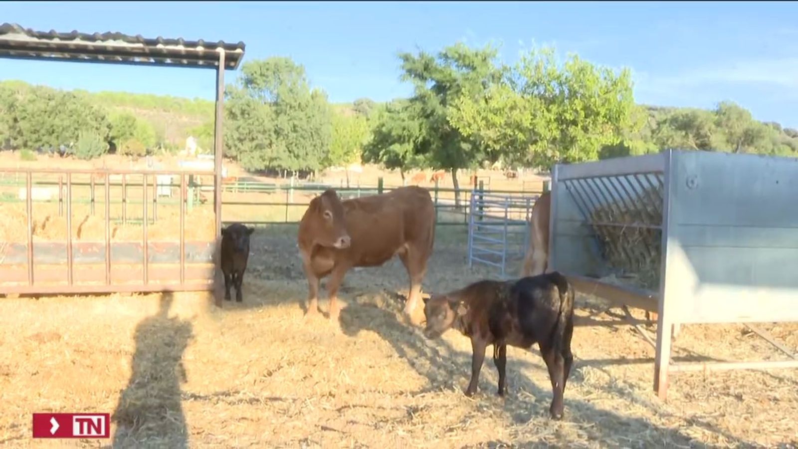 Contra la Covid de las vacas