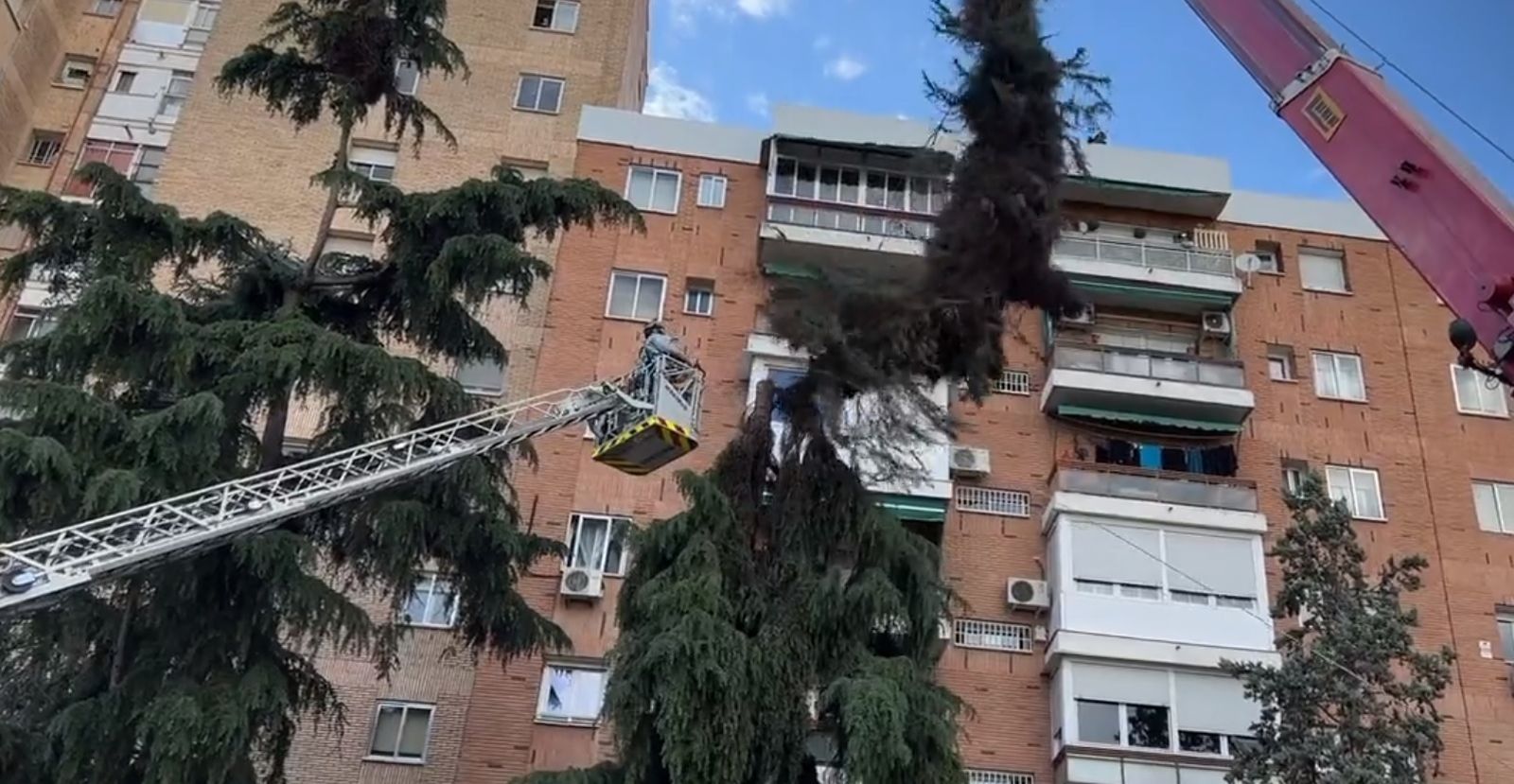Retirada nidos de cotorras