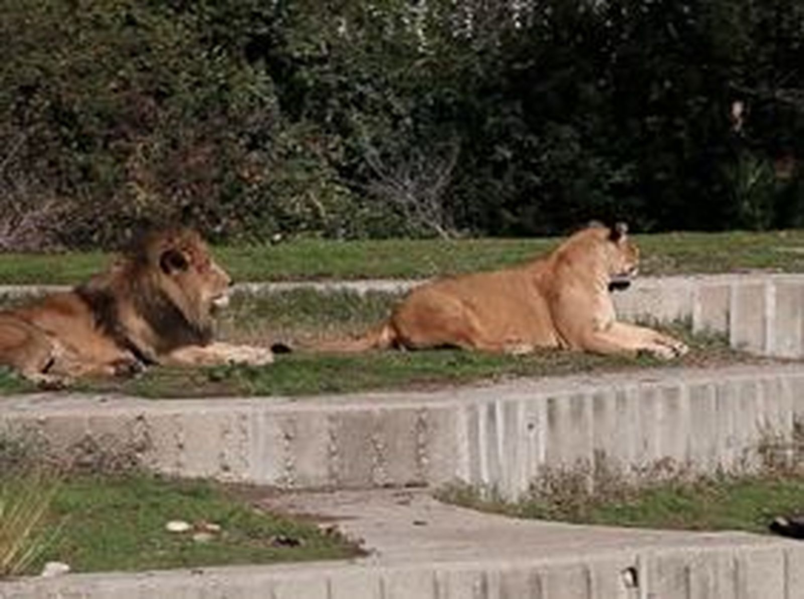 Los cuidadores del Zoo rescatan a un  hombre que saltó al foso de los leones