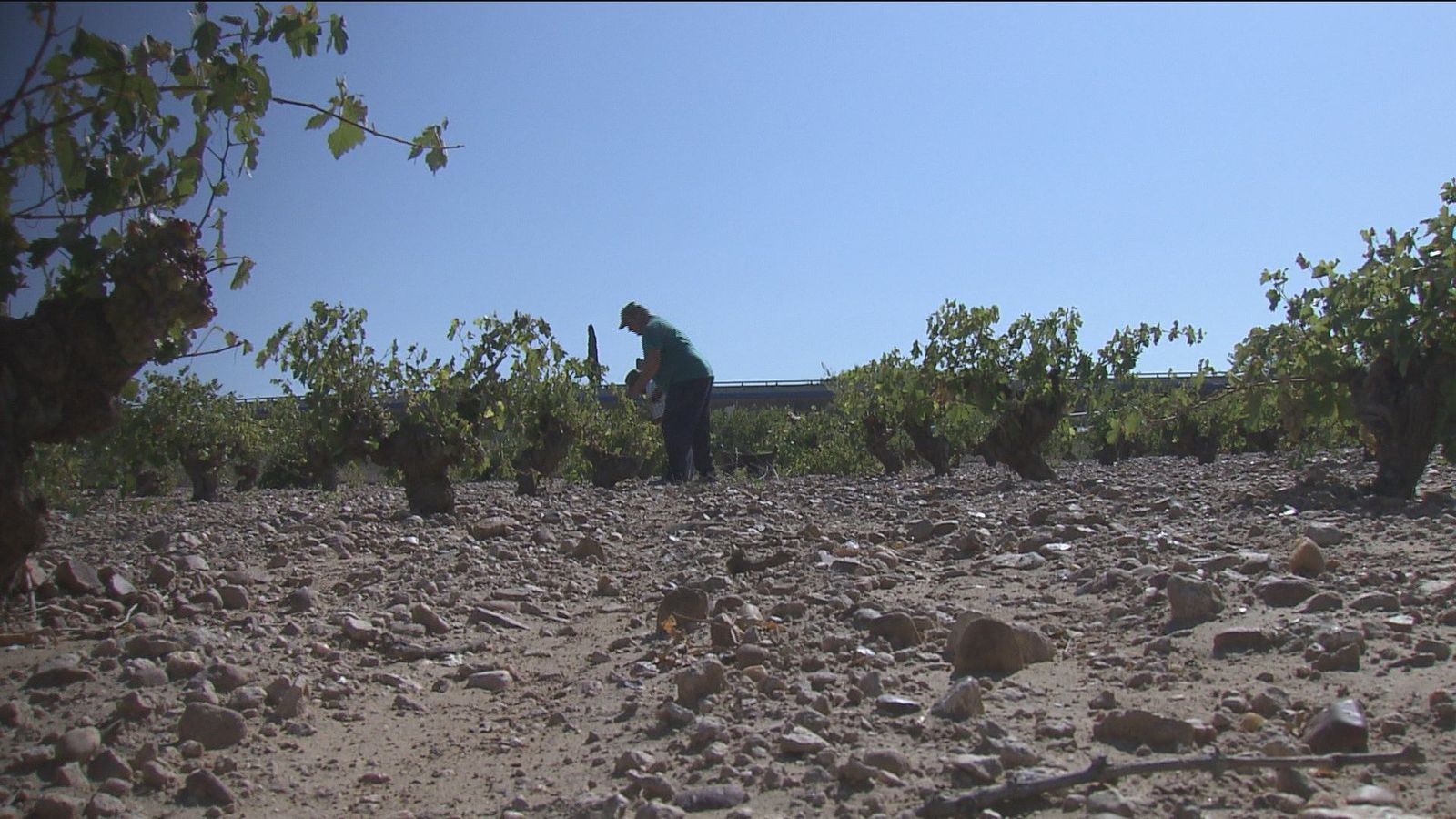 Al menos un 65% de producción de uva perdida en Arganda por el granizo