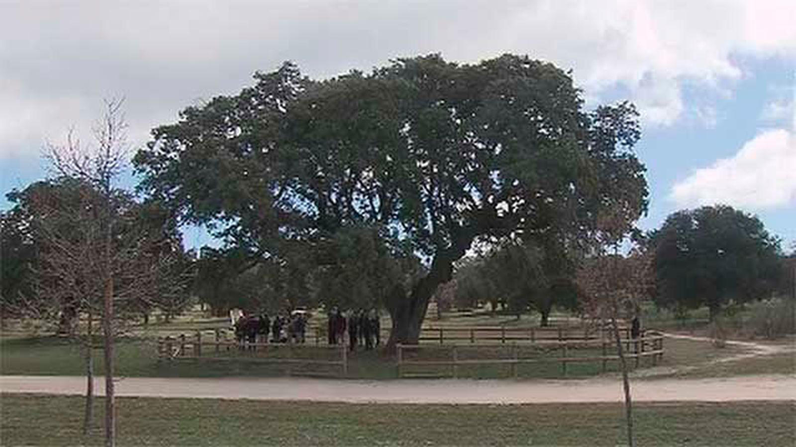 Arbol ejemplar
