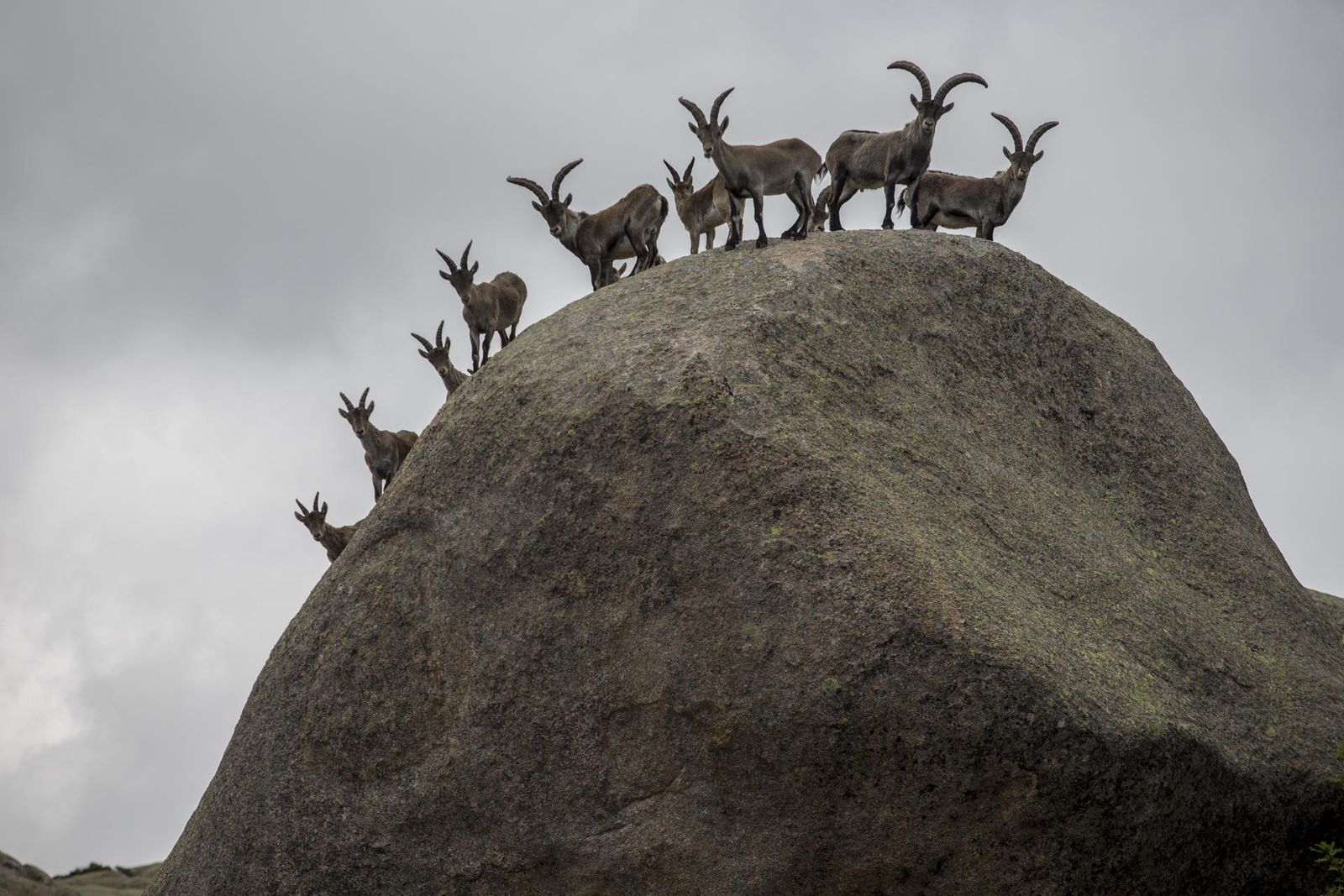 Fotografía tomada el 17 de mayo de 2020 de un grupo de cabras montés en la pradera del Yelmo (La Pedriza).