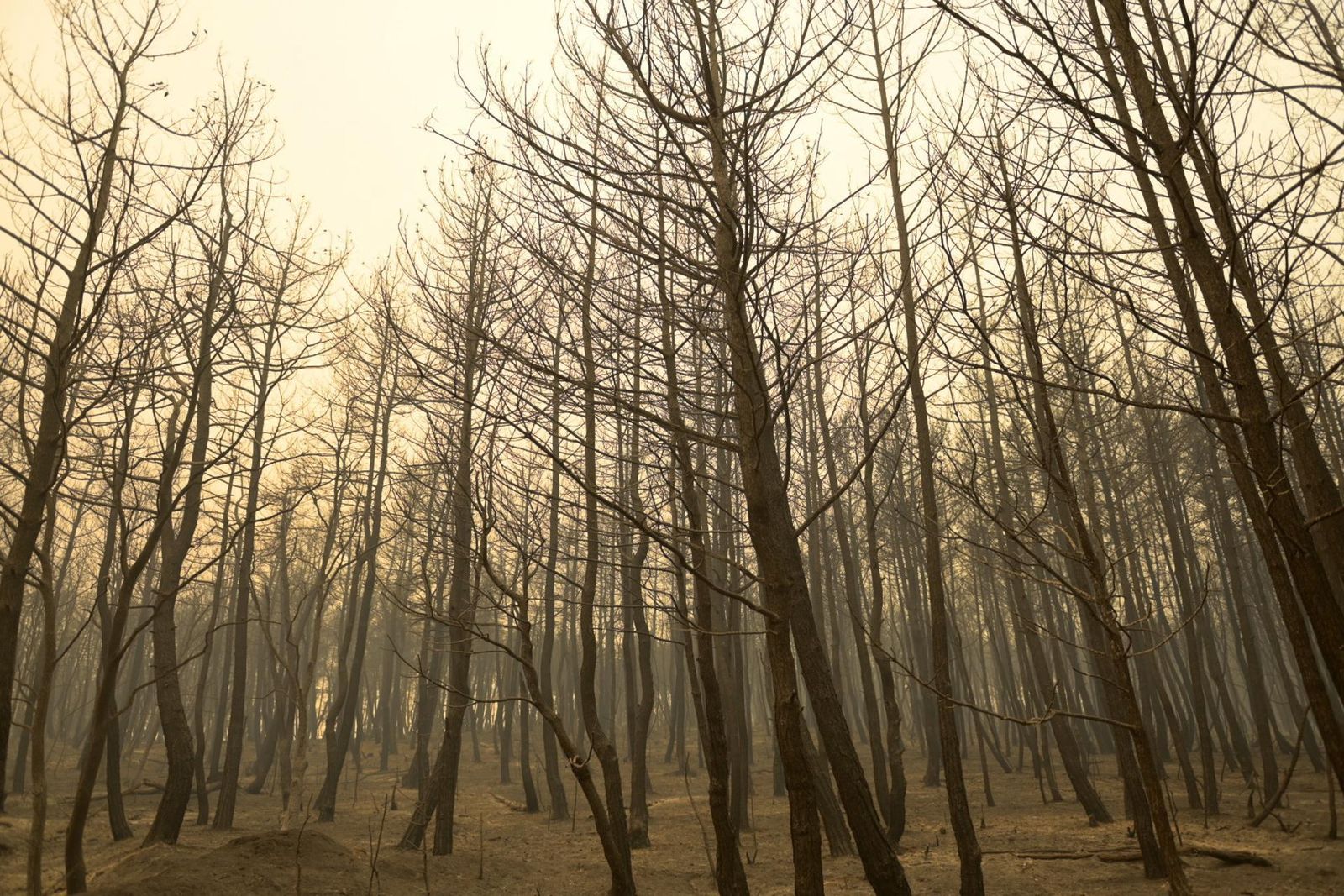 Un bosque en la zona de Evros (norte de Grecia) tras el paso de las llamas