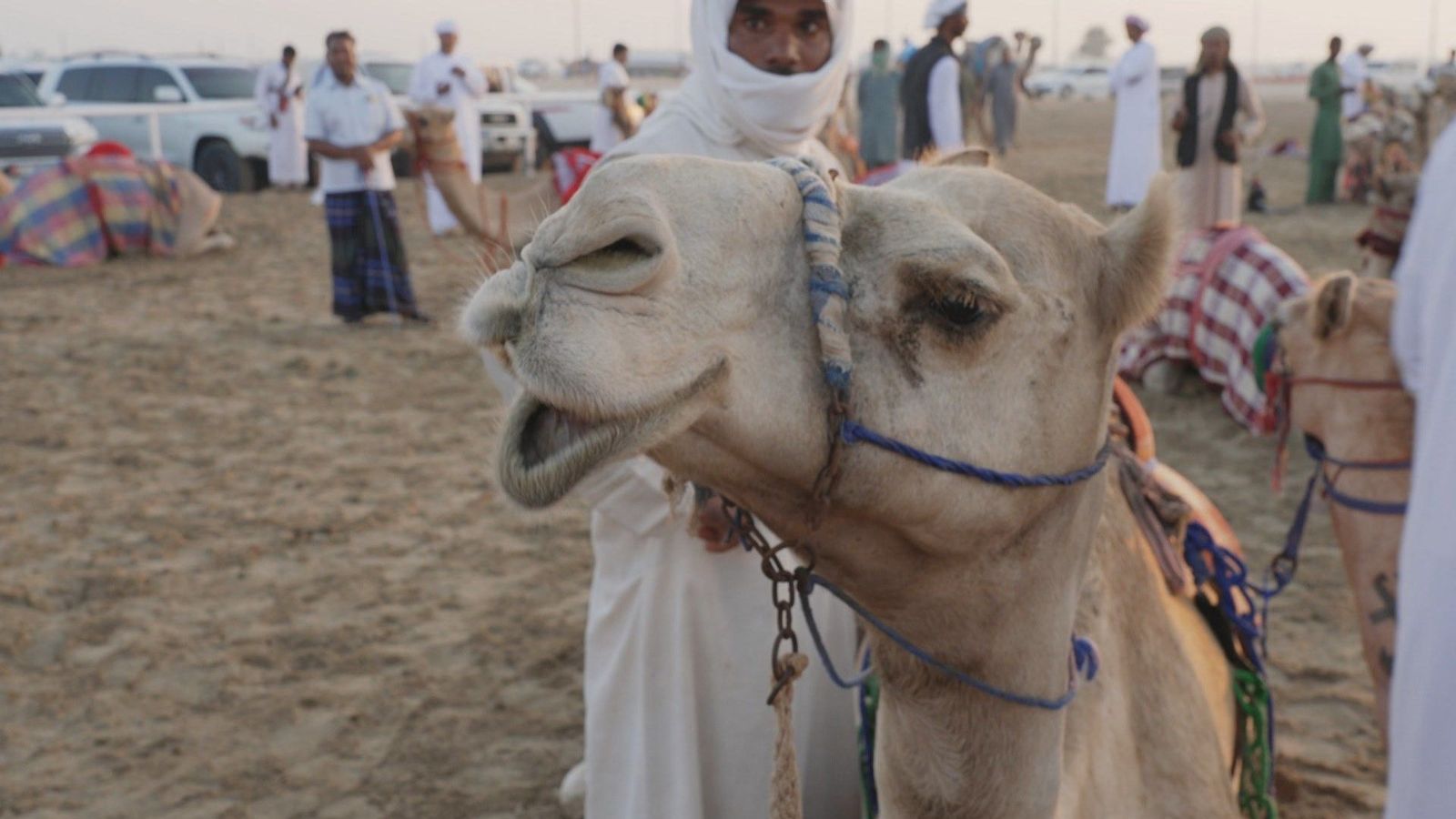 Asistimos a una carrera de camellos en Abu Dabi, el deporte nacional de Emiratos Árabes