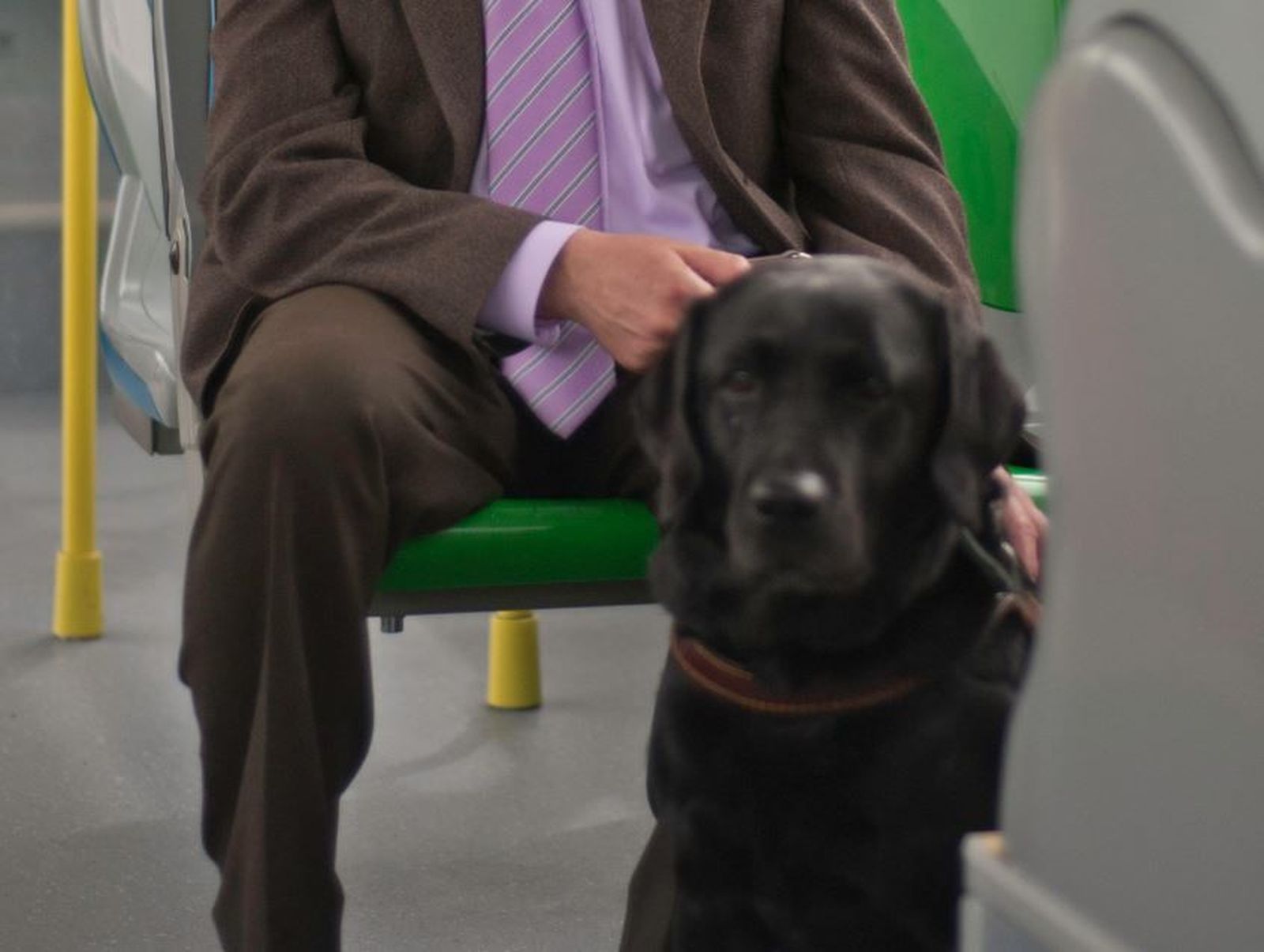 Los perros podrán viajar en los autobuses de Madrid a pie, con correa y bozal