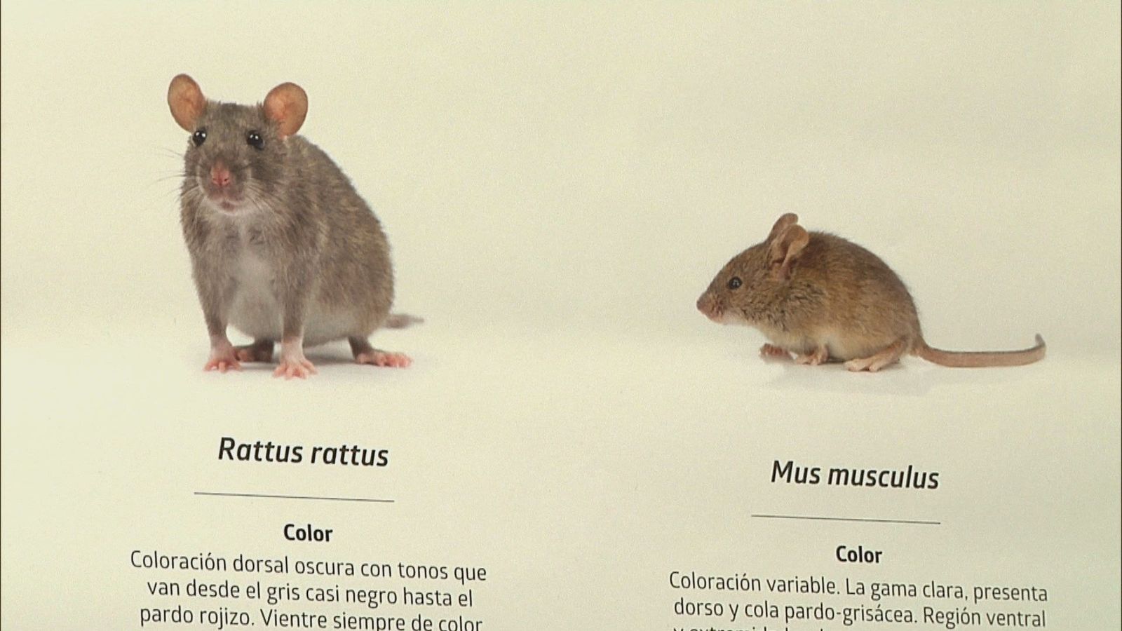Cómo evitar que las plagas se instalen en nuestro entorno