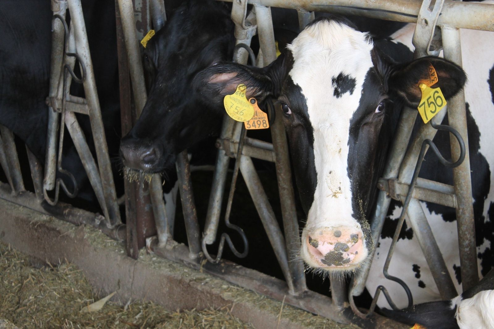 Los productores de leche dan un ultimátum: "Esto se para, salvo que muevan ficha"