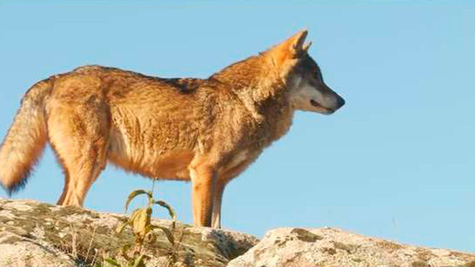 Lobos