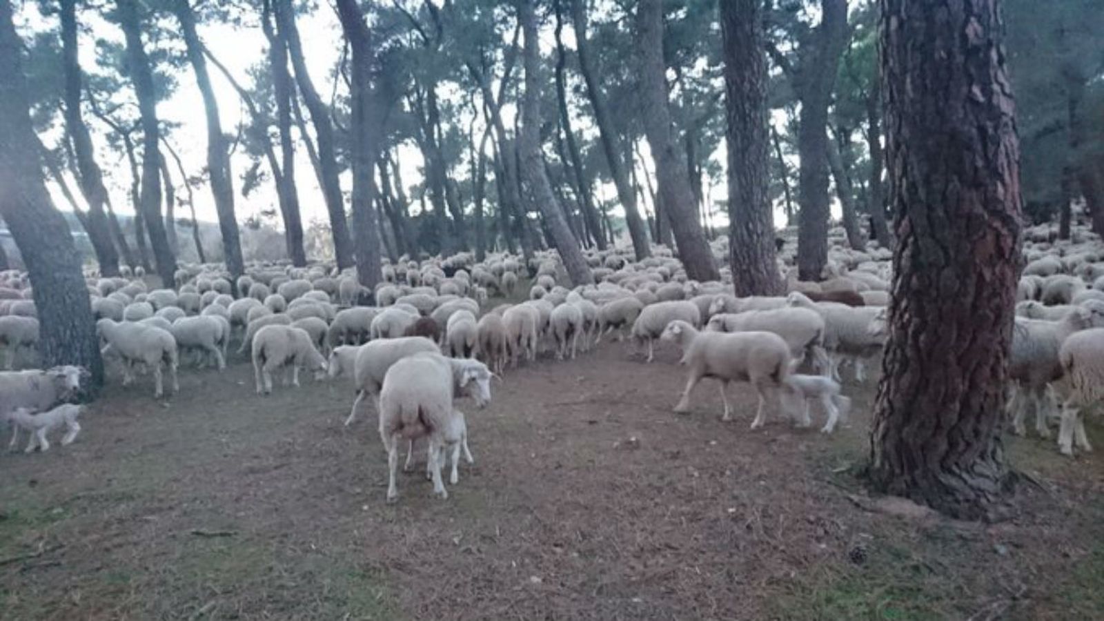 Ovejas