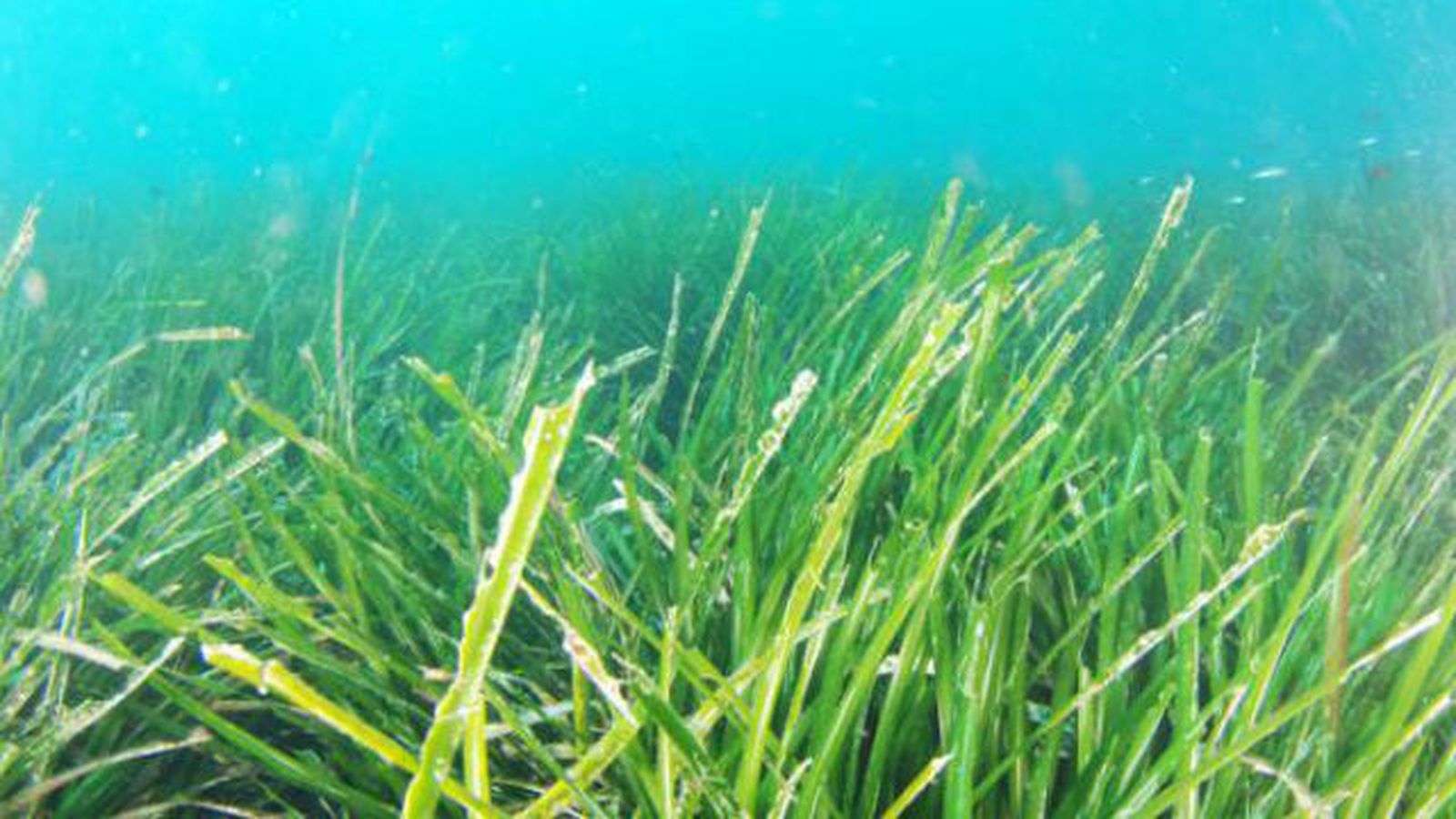 Los prados marinos reducen a la mitad la contaminación de mares y océanos