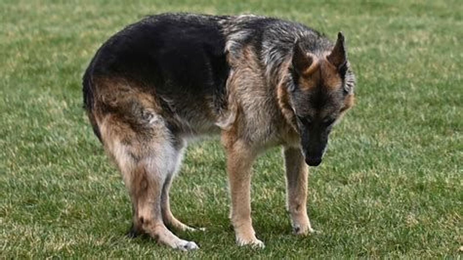 Perro
