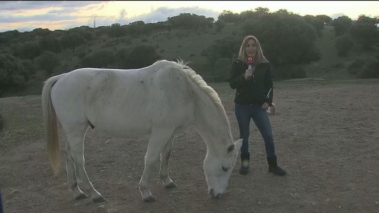 Guadalix de la Sierra: Keko y otros 20 caballos buscan dueño