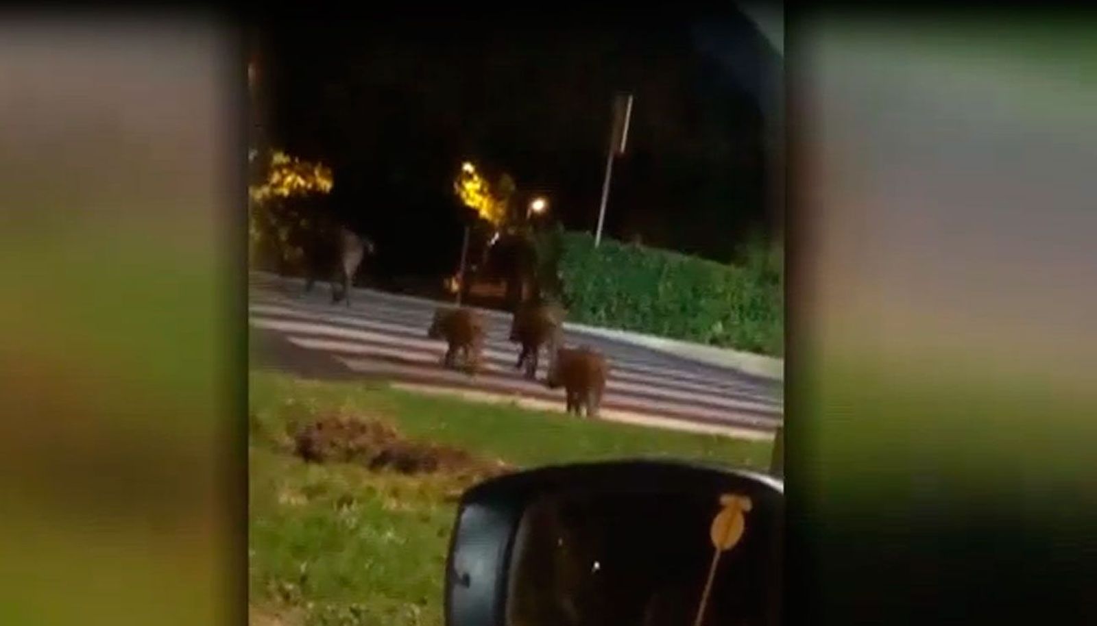 Alarma en Majadahonda por otro avistamiento de jabalíes en la localidad