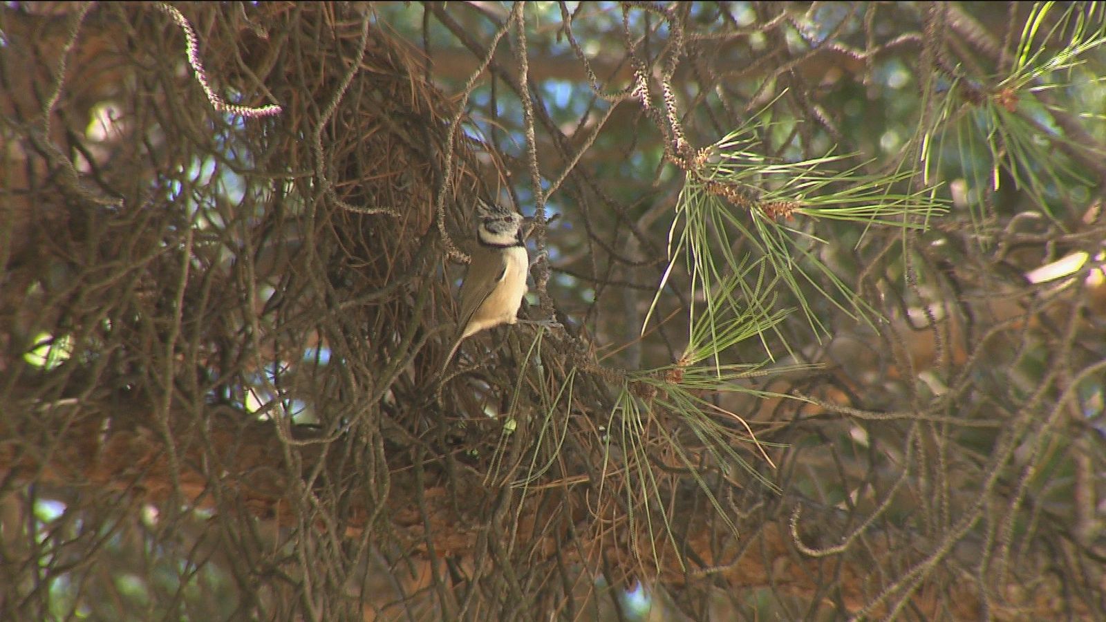 Recorremos los itinerarios para avistar las aves de Dehesa de la Villa