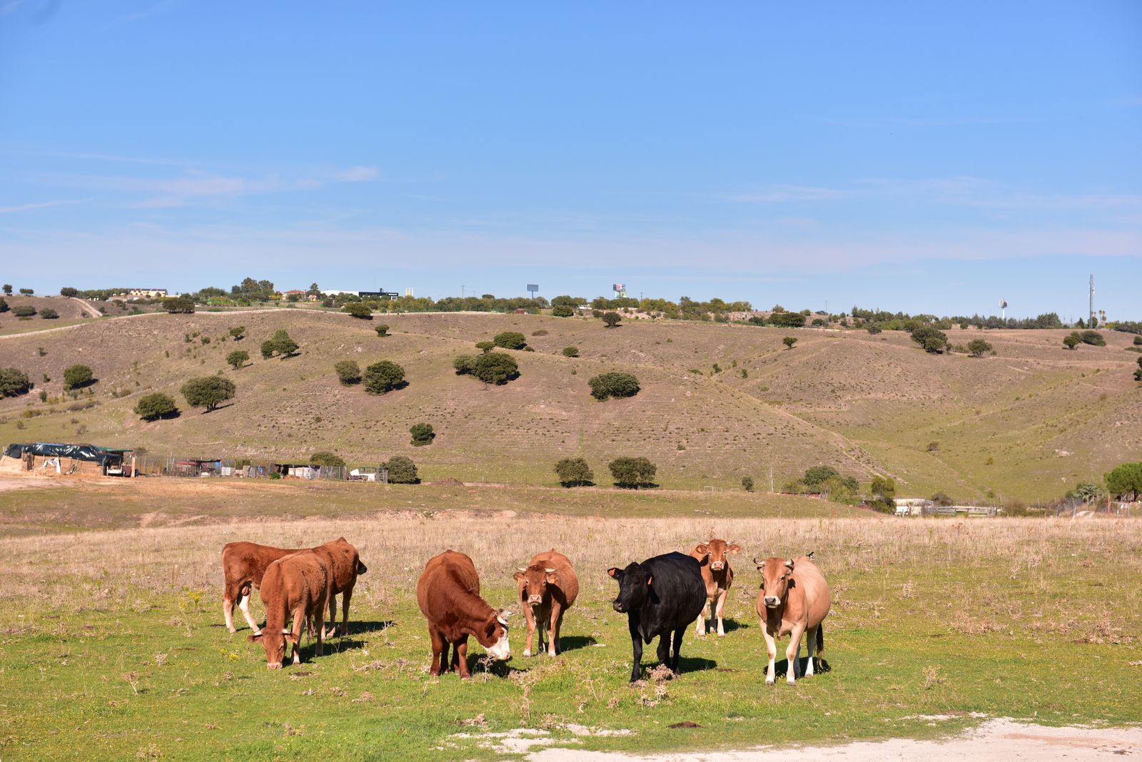 Vacas en Colmenar Viejo