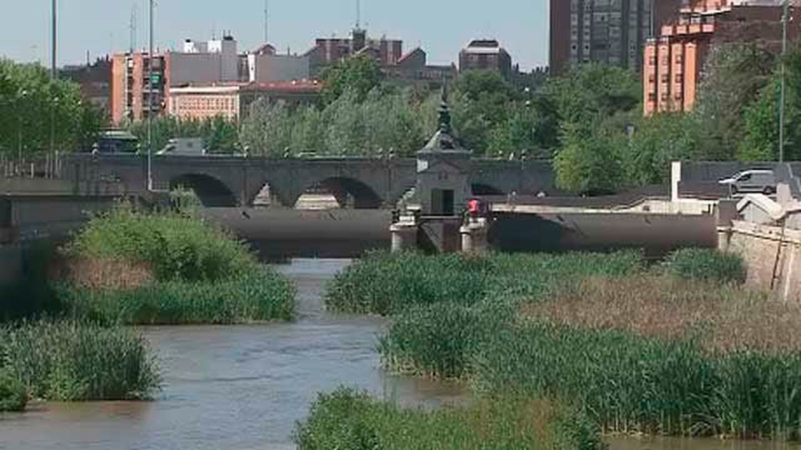 Aves, barbos y olmos en el Manzanares tras dos años de renaturalización