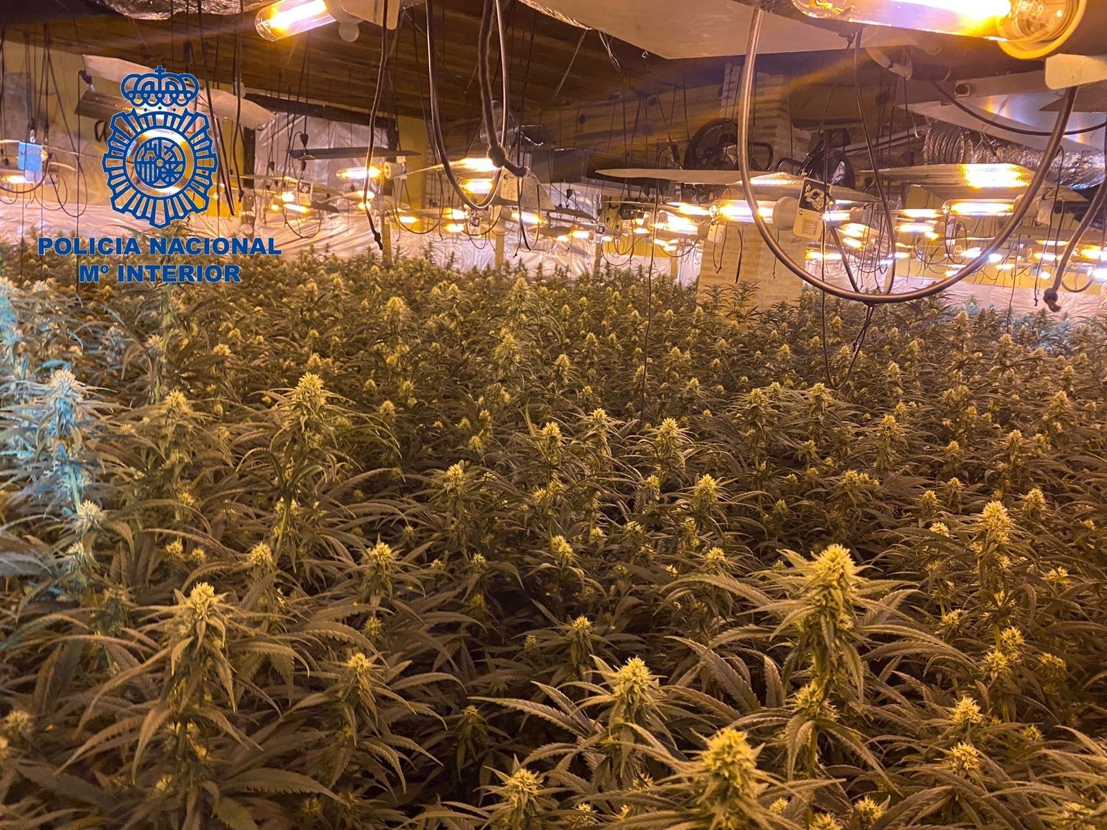 Varias plantas de marihuana