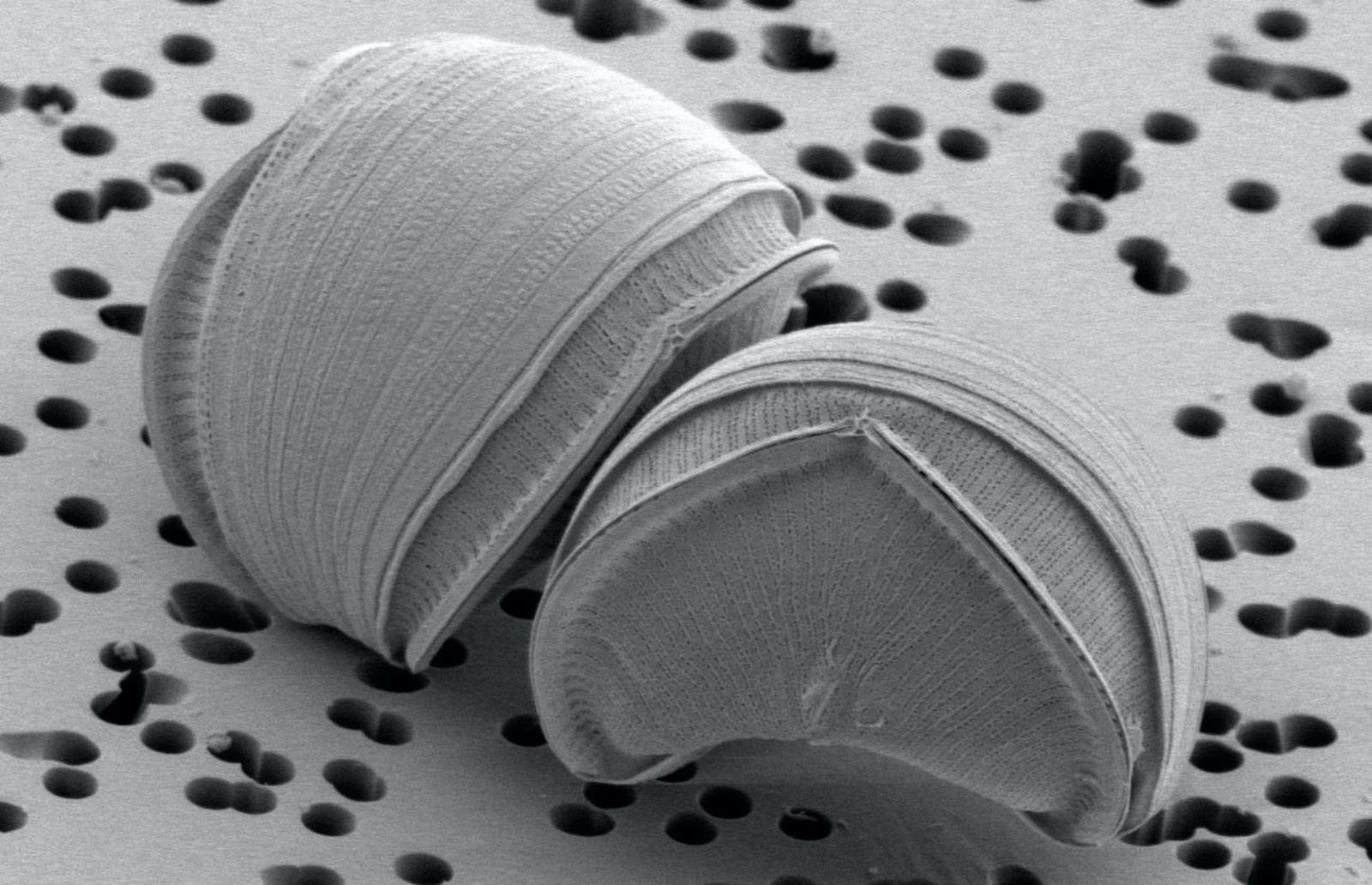 Una especie de alga, Epithemia pelagica, vista bajo un microscopio electrónico de barrido